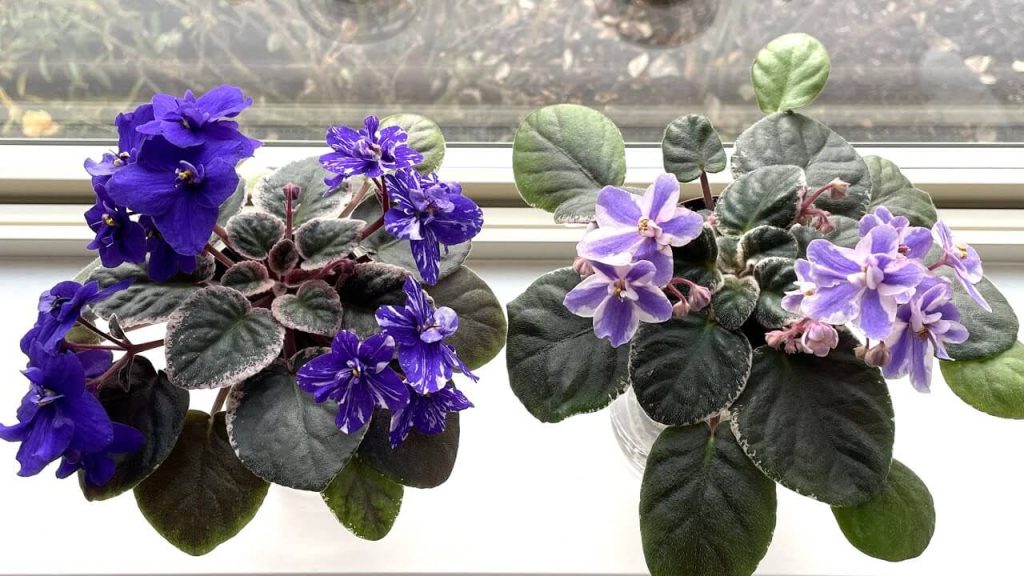African Violet - best indoor plant for air purification safe for pets