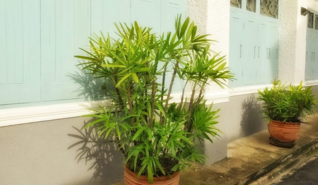 Bamboo Palm – best indoor plant for air purification safe for pets