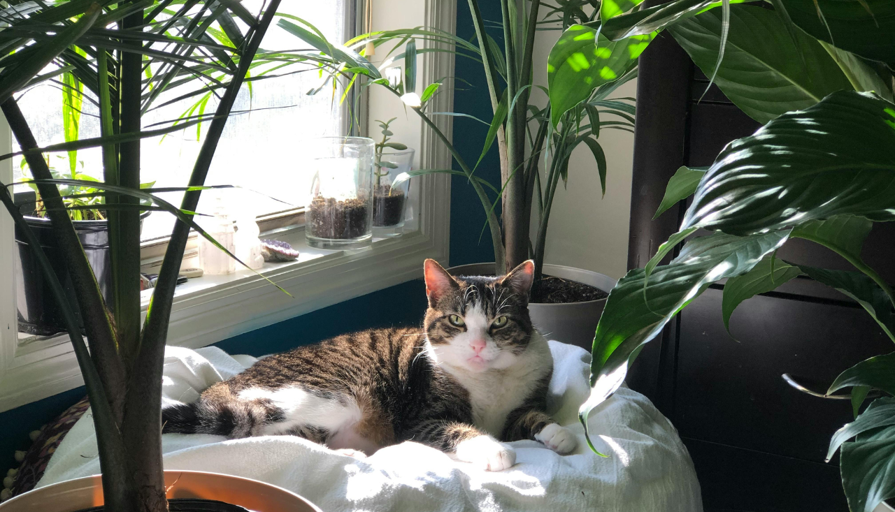 Best Indoor Plants for Air Purifying