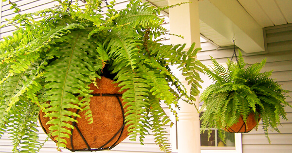 Boston Fern - best indoor plant for air purification safe for pets