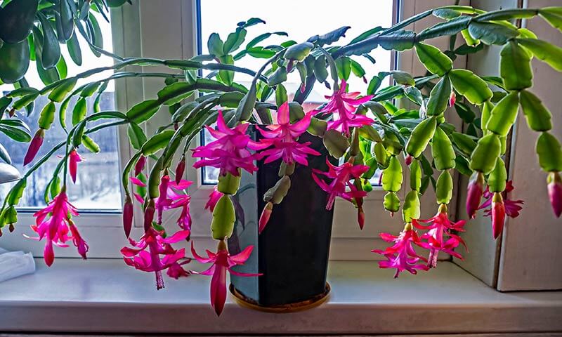 Christmas Cactus - best indoor plant for air purification safe for pets