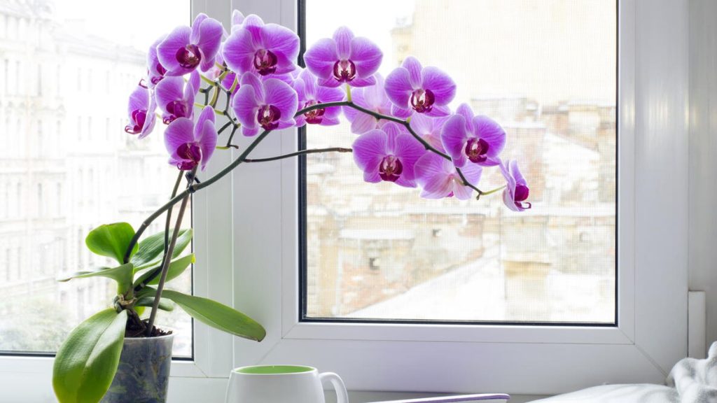 Orchid -  best indoor plant for air purification safe for pets
