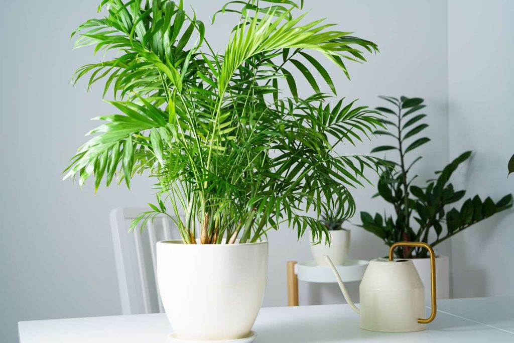 Parlor Palm – best indoor plant for air purification safe for pets