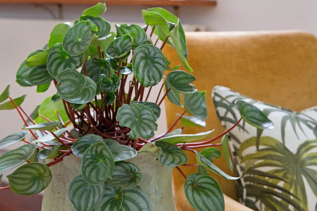Peperomia - best indoor plant for air purification safe for pets