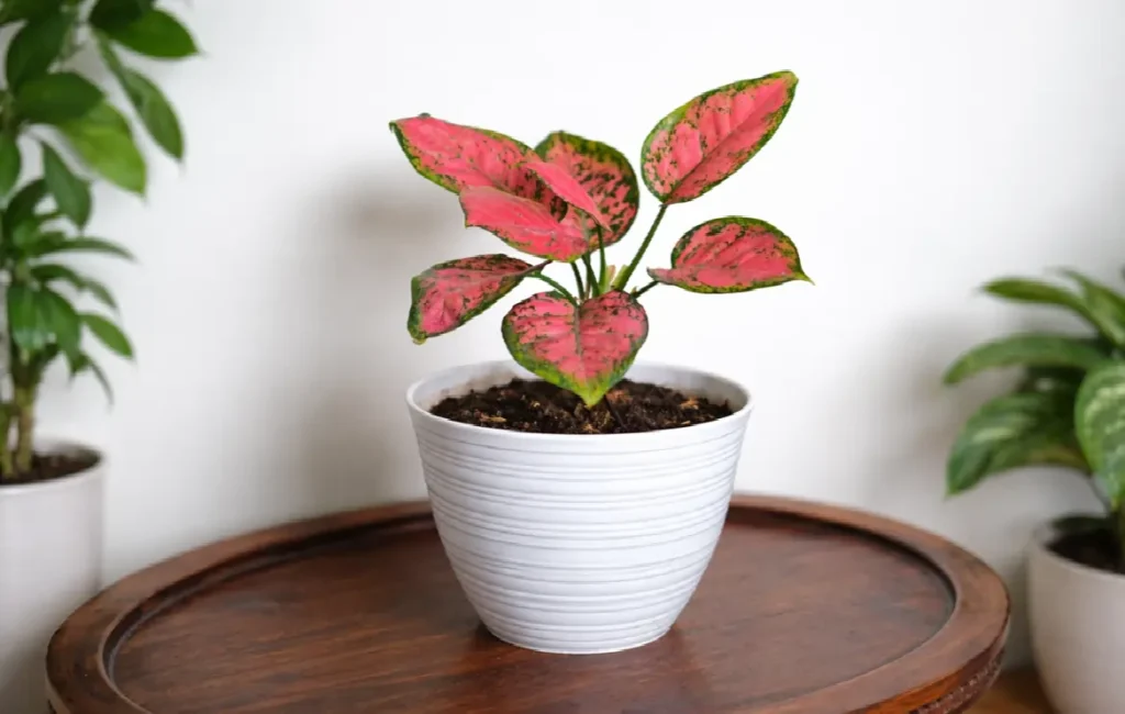 How Big Does Aglaonema Get?