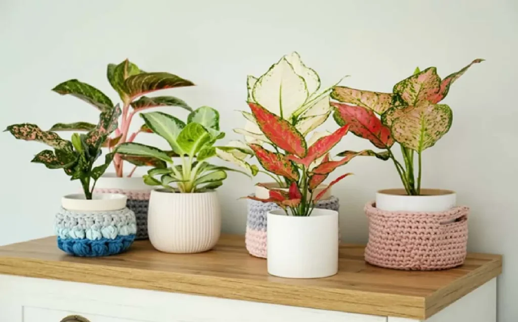 Aglaonema Plants