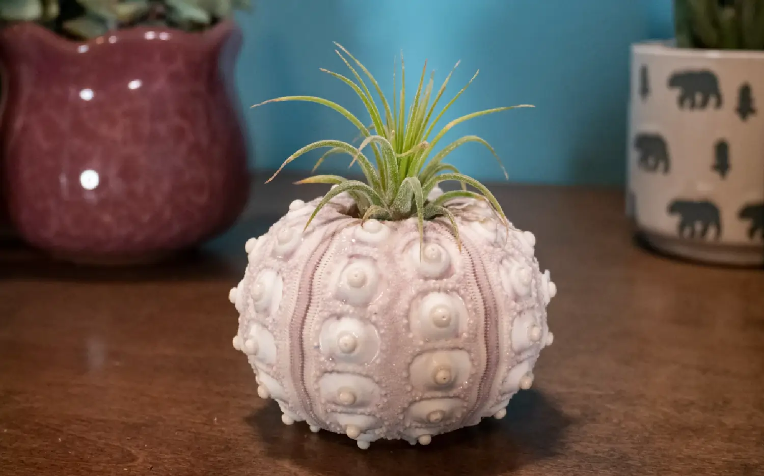 Are air plants poisonous to dogs – pet-safe indoor air plant