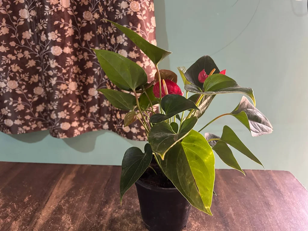 Anthurium Plant