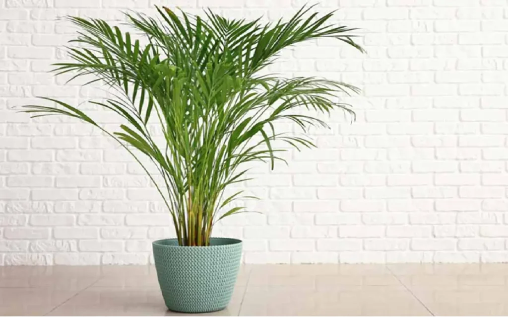 Areca Palm Plant