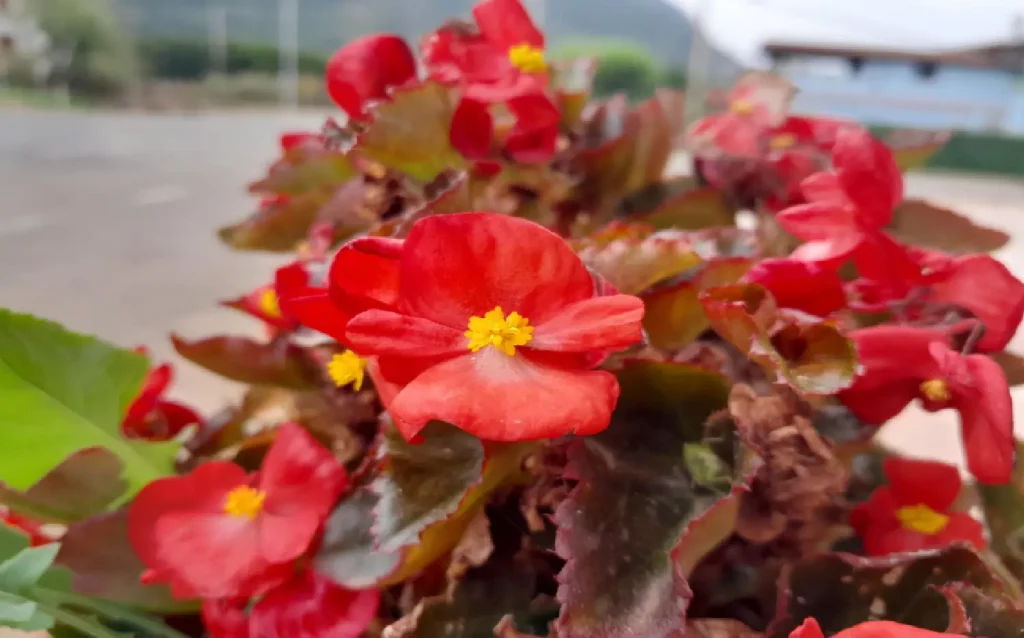 Begonia Plant