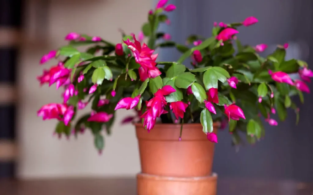 Christmas Cactus