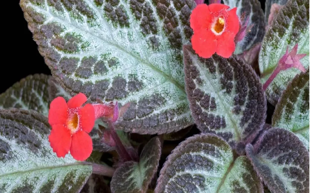 Episcia Flower Plant