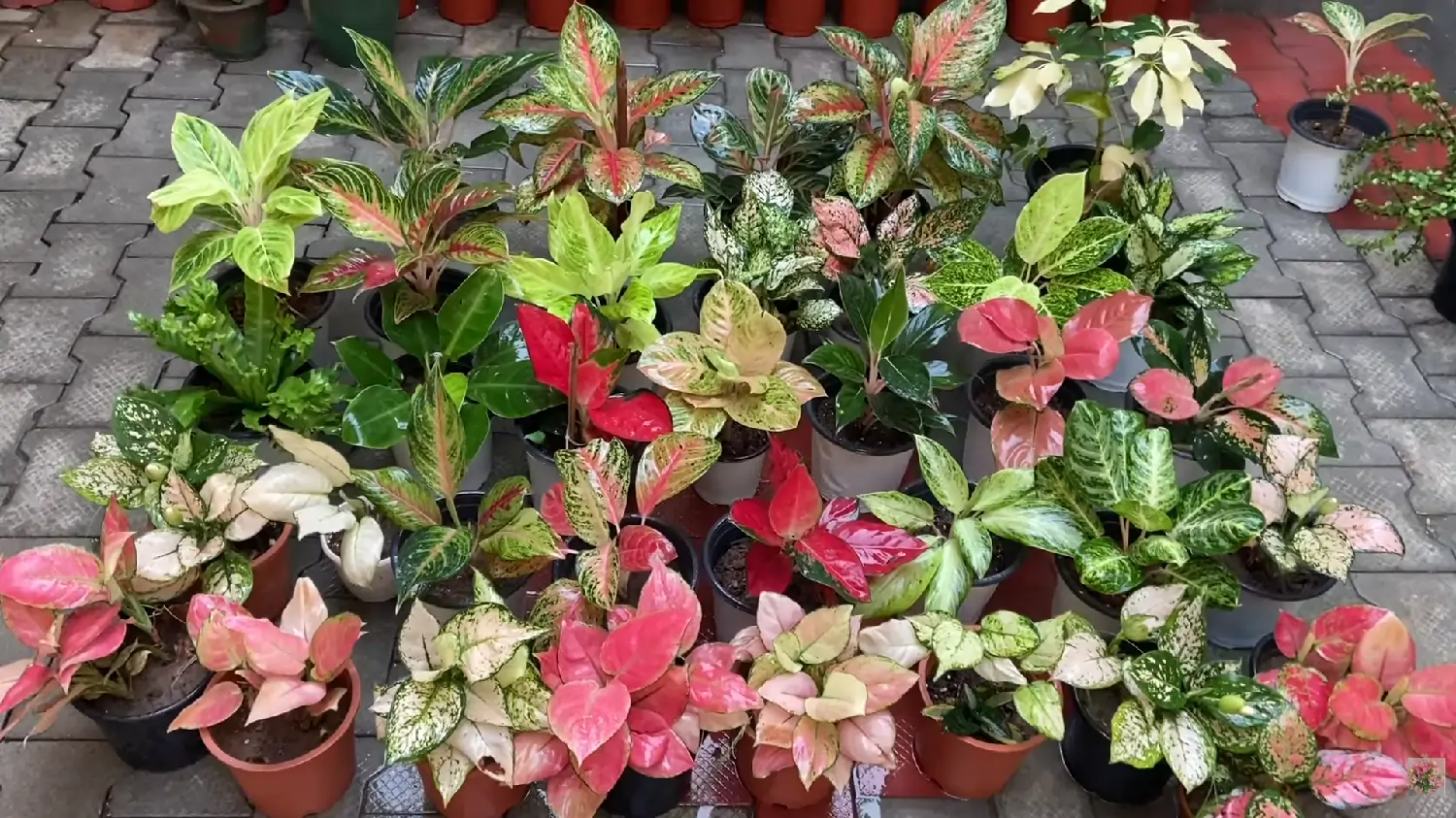 How to care for aglaonema plant