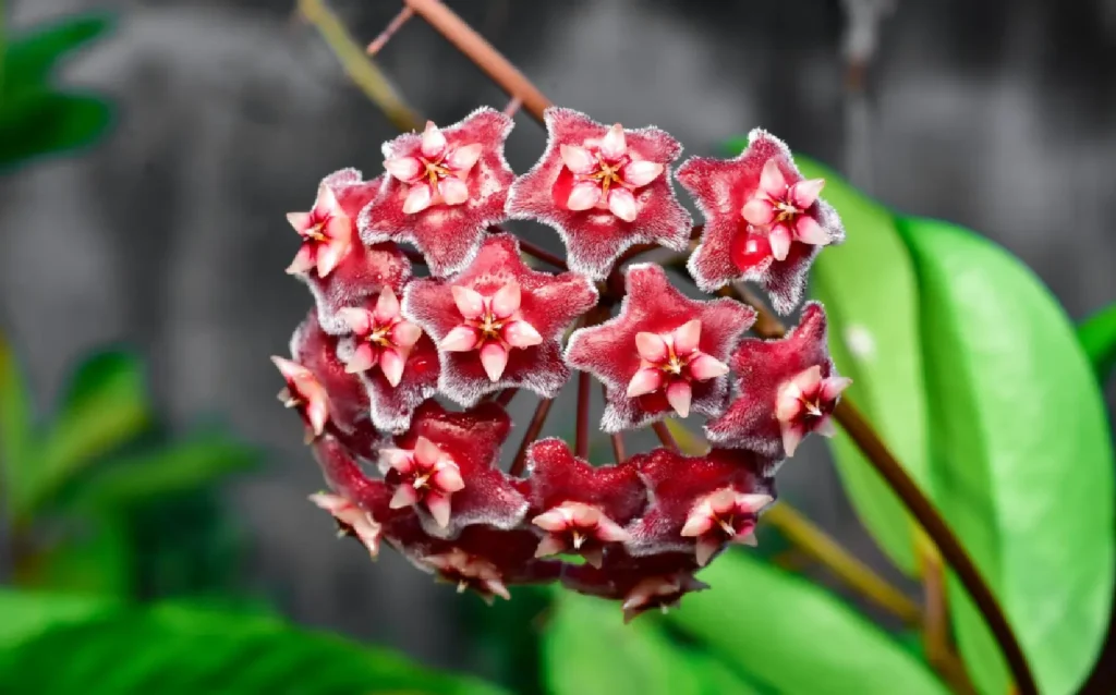 Hoya Carnosa Flower Plant