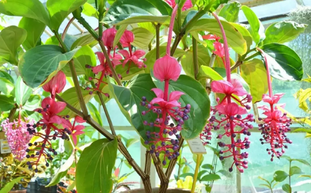 Medinilla magnifica flower plant