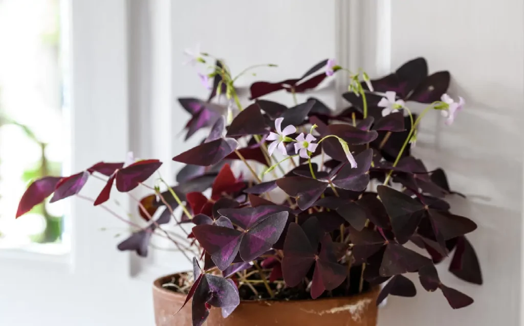 Oxalis Flower Plant