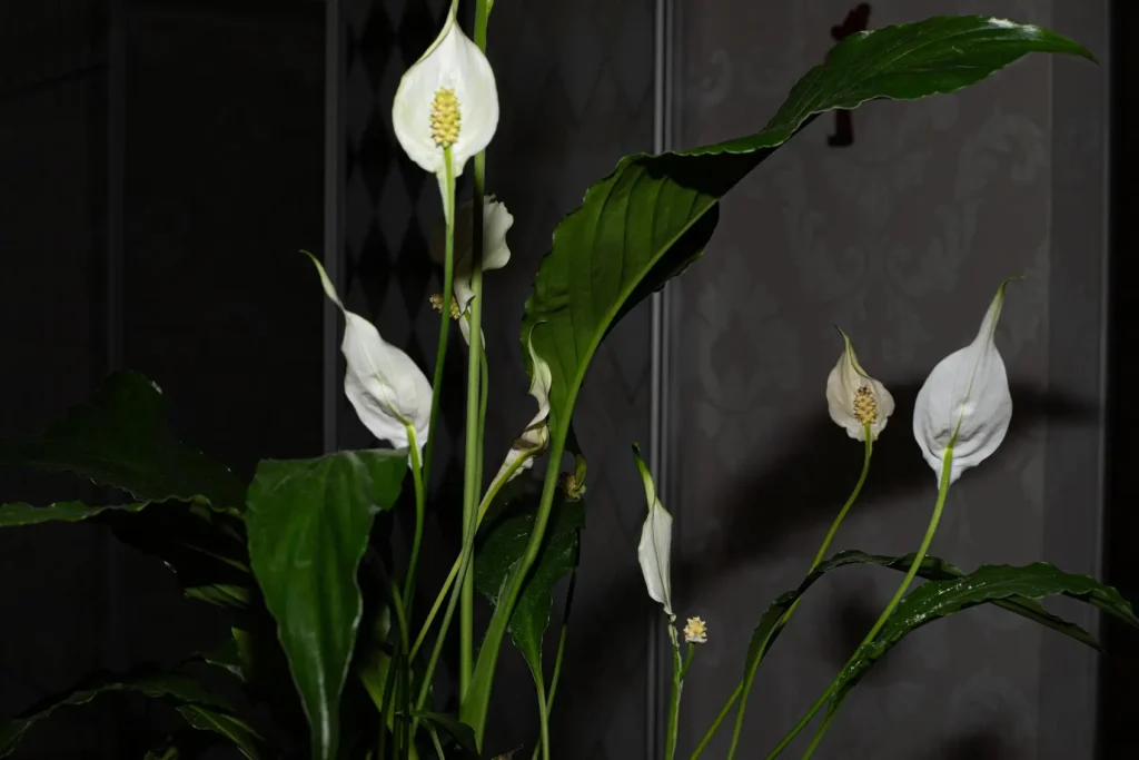 Peace Lily