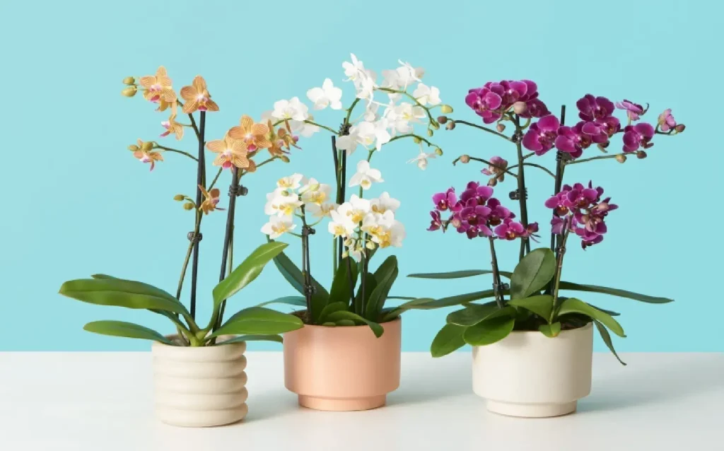 Phalaenopsis Orchid Plant