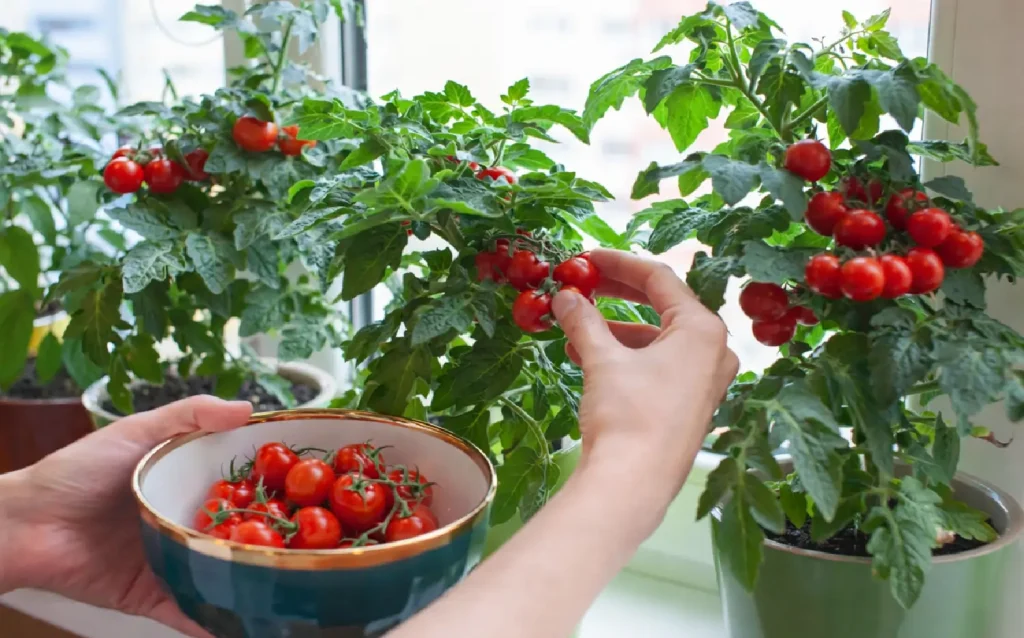cherry tomatoes grown indoors