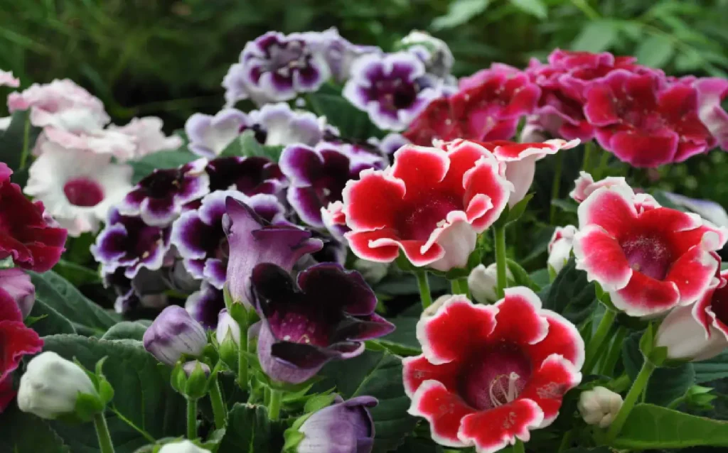 gloxinia flower plant