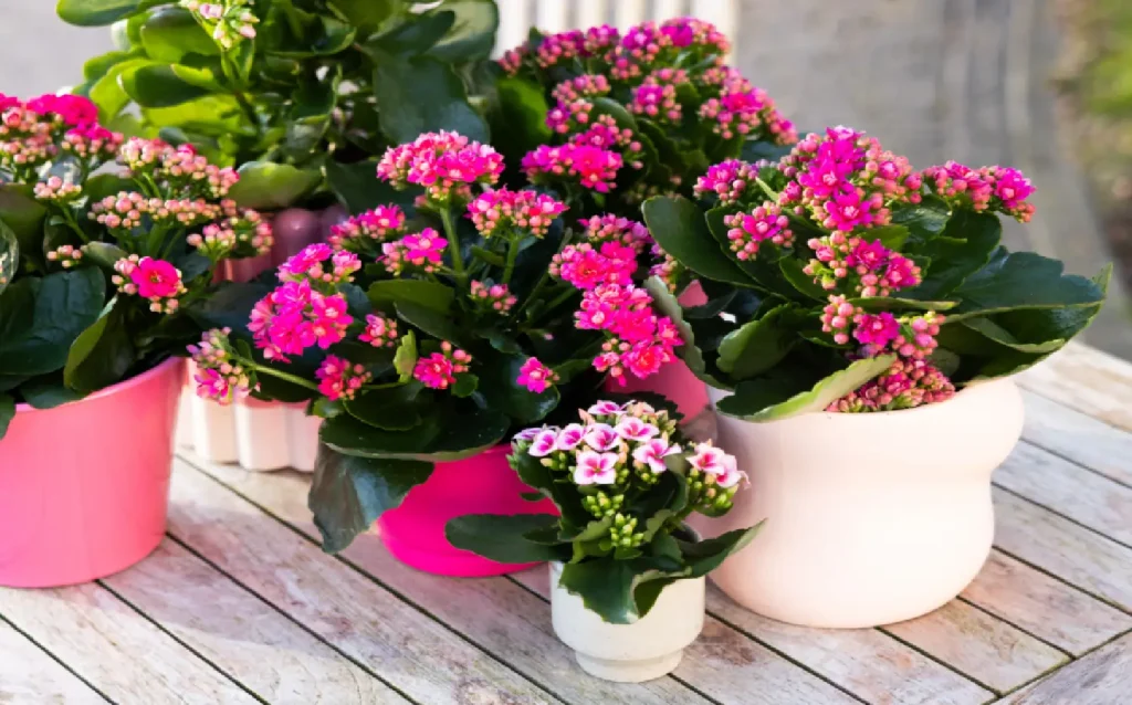 kalanchoe Flower Plant