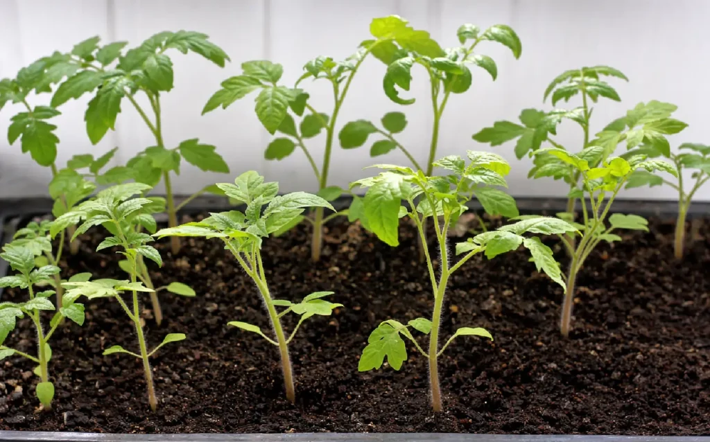 tomato seed germination indoors
