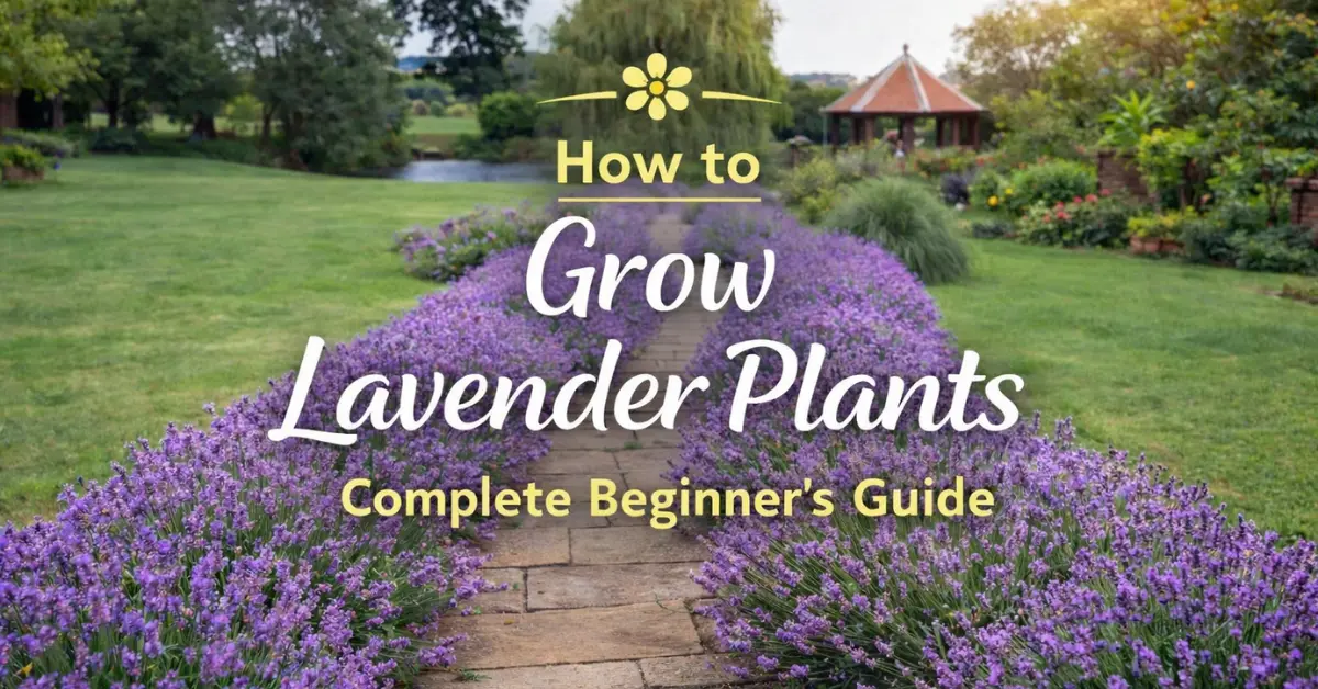 How to Grow Lavender Plants