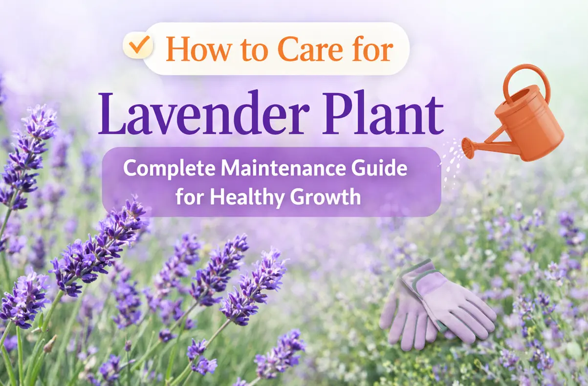 How to Care for Lavender Plant
